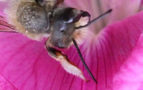 Megachile willughbiella